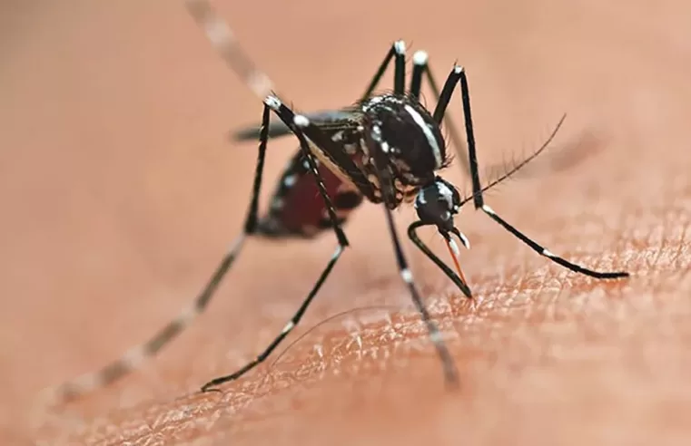 Municípios podem aderir à plataforma contra dengue em 2025 🦟💡