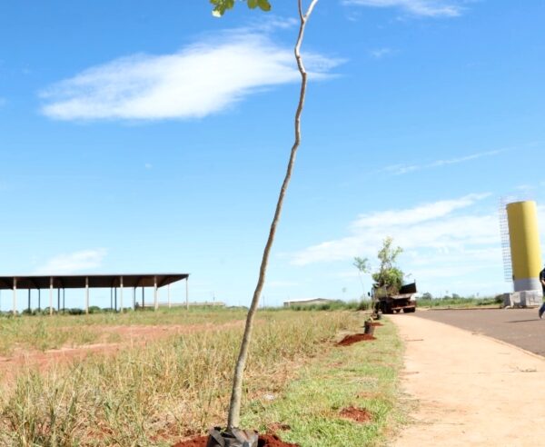 Terra Roxa planta árvores no Centro de Eventos 🌳🌎