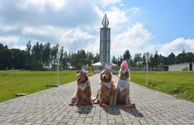 Cães terapeutas ajudam no luto e despedidas emocionantes 🐶💙