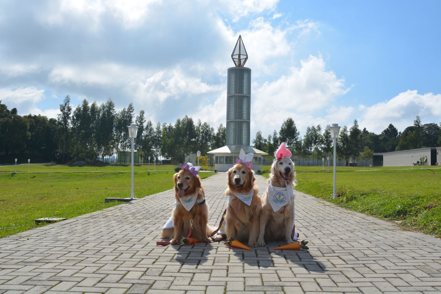 Cães terapeutas ajudam no luto e despedidas emocionantes 🐶💙