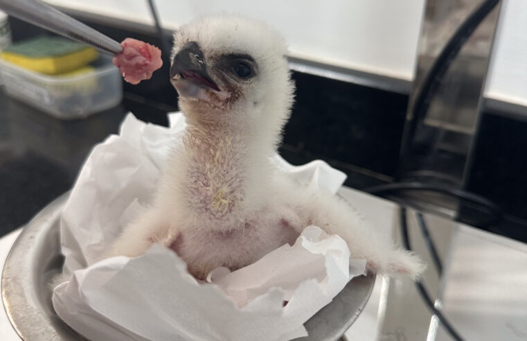 Harpia rara nasce no Refúgio da Itaipu após 4 anos 🦅