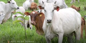 Está aberta a Campanha de Atualização dos Rebanhos 2024 

Se você possui bovinos, suínos, aves, peixes ou colmeias, precisa atualizar seu rebanho até