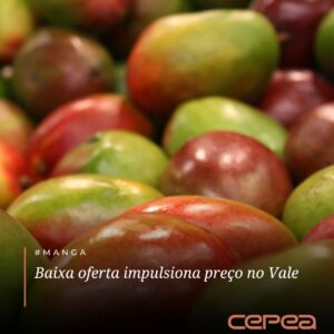 #MANGA – Os preços da manga subiram com força ao longo da última semana no Vale do São Francisco (PE/BA). 

Levantamento do Hortifrúti/Cepea mostra qu