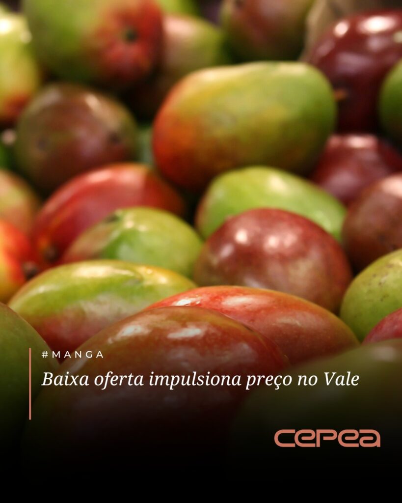 #MANGA – Os preços da manga subiram com força ao longo da última semana no Vale do São Francisco (PE/BA). 

Levantamento do Hortifrúti/Cepea mostra qu