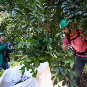 Cultivo de erva-mate do Paraná vira Patrimônio Agrícola Mundial das Nações Unidas