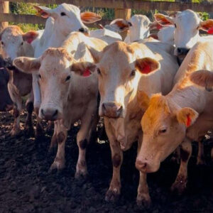 Melhoramento genético da raça Purunã deve ampliar oferta e elevar qualidade da carne