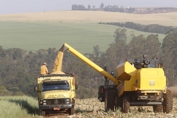 Paraná projeta maior safra de milho da história, mesmo com perdas climáticas