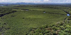 Paraná reduz em 64% o desmatamento ilegal, indica Fundação SOS Mata Atlântica