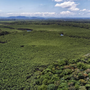 Paraná reduz em 64% o desmatamento ilegal, indica Fundação SOS Mata Atlântica