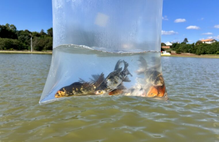 5 mil peixes soltos no Lago Municipal de Mercedes
