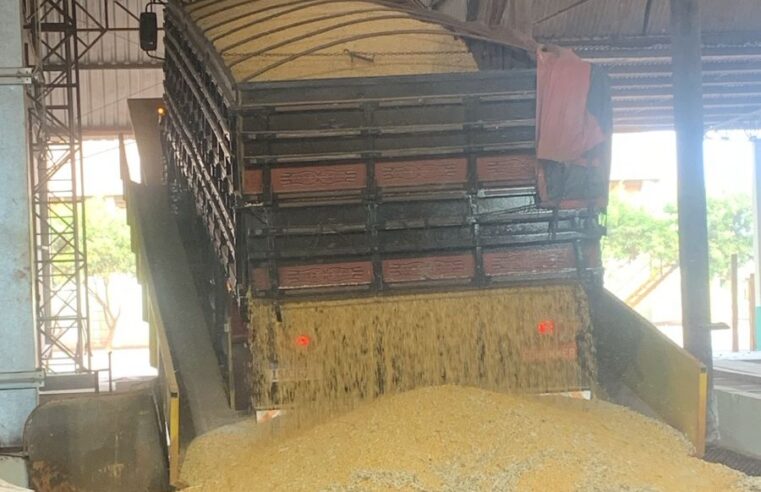 Colheita de Milho em Missal: 15% já colhido e quebra segue em 34%