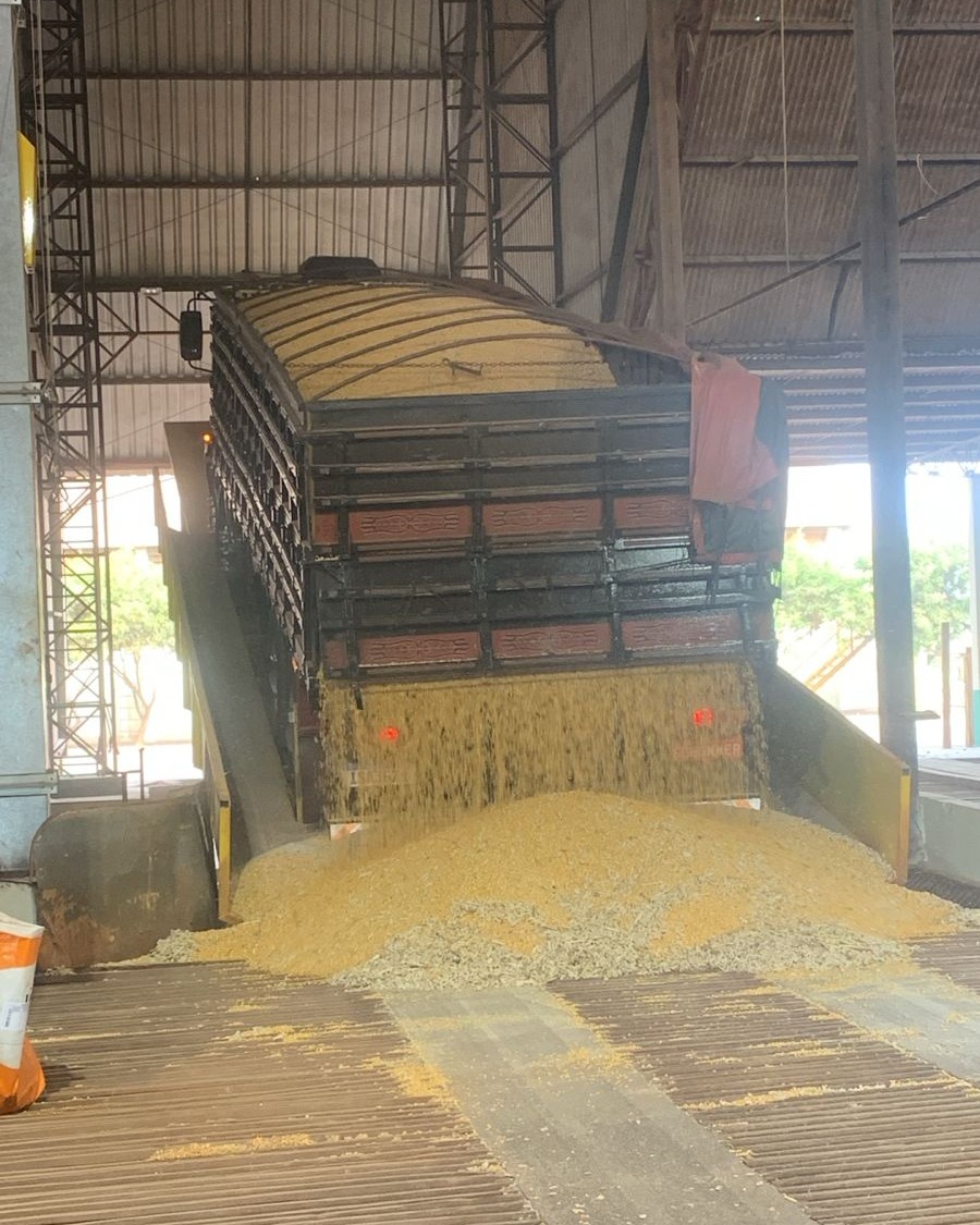 Colheita de Milho em Missal: 15% já colhido e quebra segue em 34%
