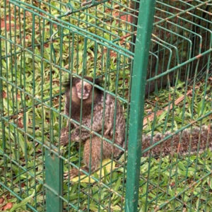 IAT captura dois saguis-de-tufos-pretos em Foz do Iguaçu, espécie exótica na região
