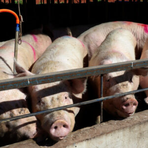 Paraná bate recorde de produção de carne de frango, suína e bovina no 1º trimestre de 2025