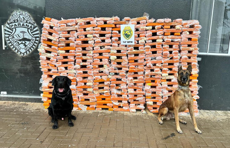 R$ 903 milhões: cães da PMPR causam prejuízo histórico ao crime
