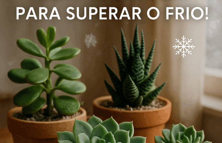 Suculentas no Inverno: Guia Essencial para Superar o Frio!