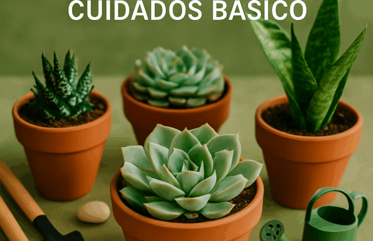 Suculentas para Iniciantes: Guia Completo de Cuidados Básico