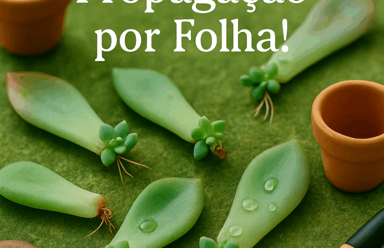 Suculentas: O Milagre da Propagação por Folha! 🌿