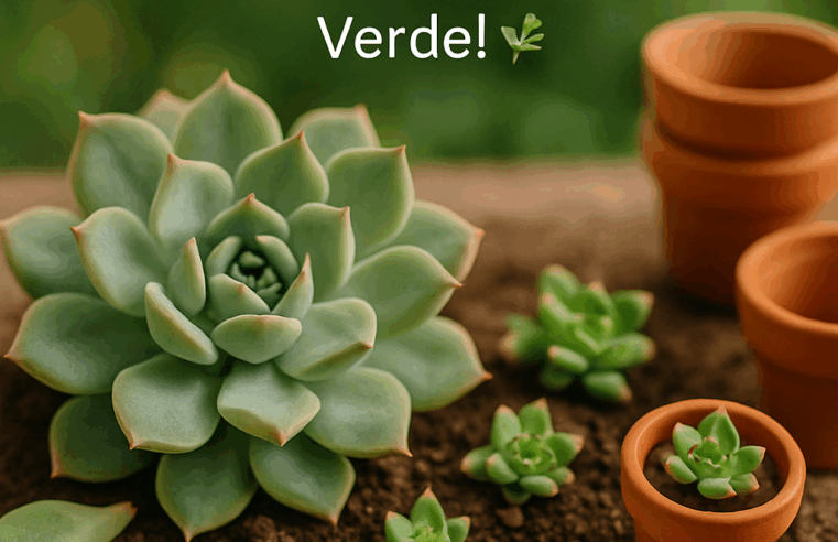Propagação de Suculentas: Multiplique Sua Paixão Verde! 🌿