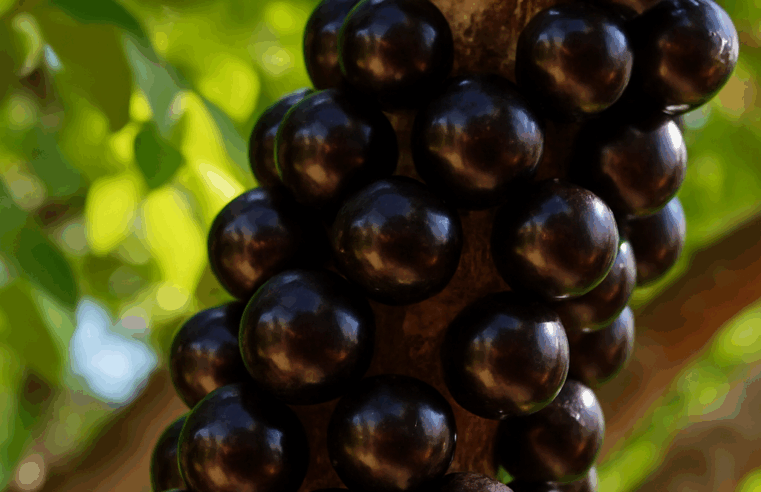 Benefícios da Jabuticaba: 7 Segredos da Superfruta