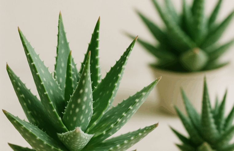 Suculentas Aloe: Guia Completo, Cultivo e Benefícios