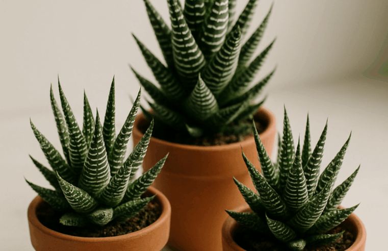 Haworthia: Guia Essencial para Cultivo e Variedades