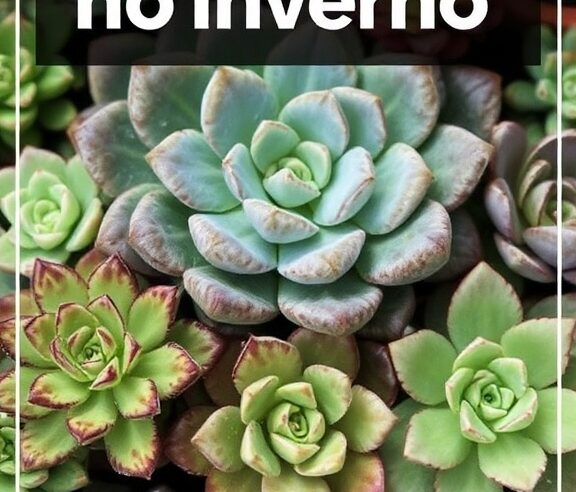 Suculentas no Inverno: Guia Completo de Cuidados Essenciais