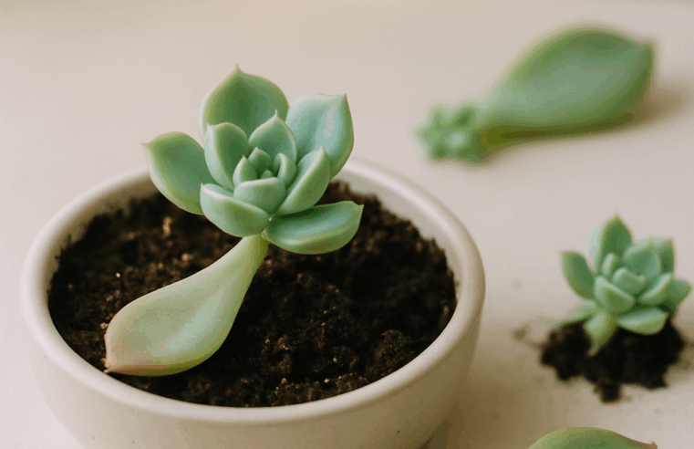 Propagação de Suculentas: Guia Completo para Multiplicar