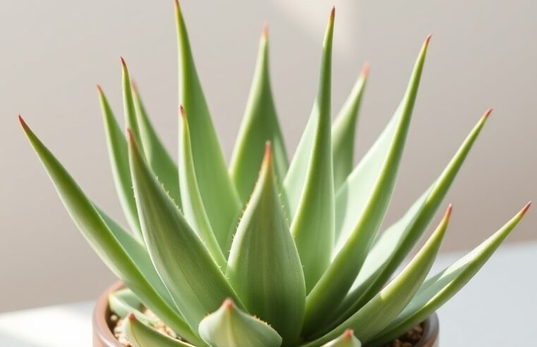 Suculentas Aloe: Guia Completo de Cuidados e Benefícios