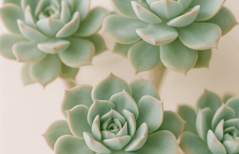 Echeveria: Guia Completo de Cuidados, Variedades e Propagação