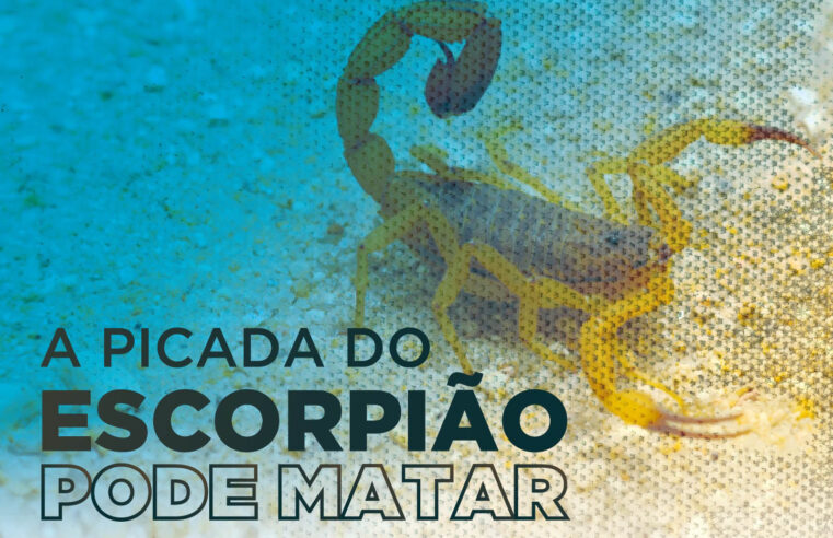 Campanha alerta sobre risco de picada de escorpião no Norte Pioneiro