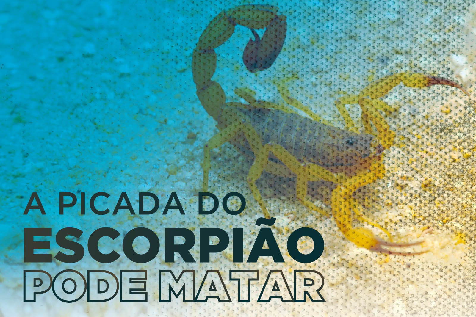 Campanha alerta sobre risco de picada de escorpião no Norte Pioneiro