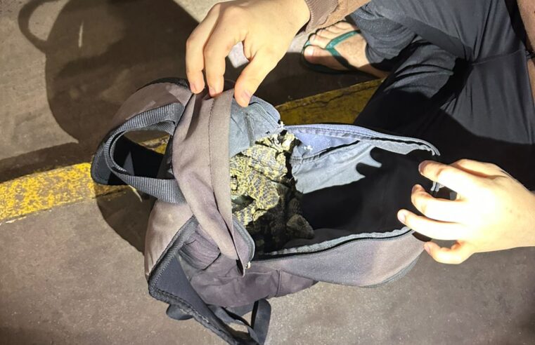 Fiscalização na Ponte da Amizade apreende animais exóticos em mochilas