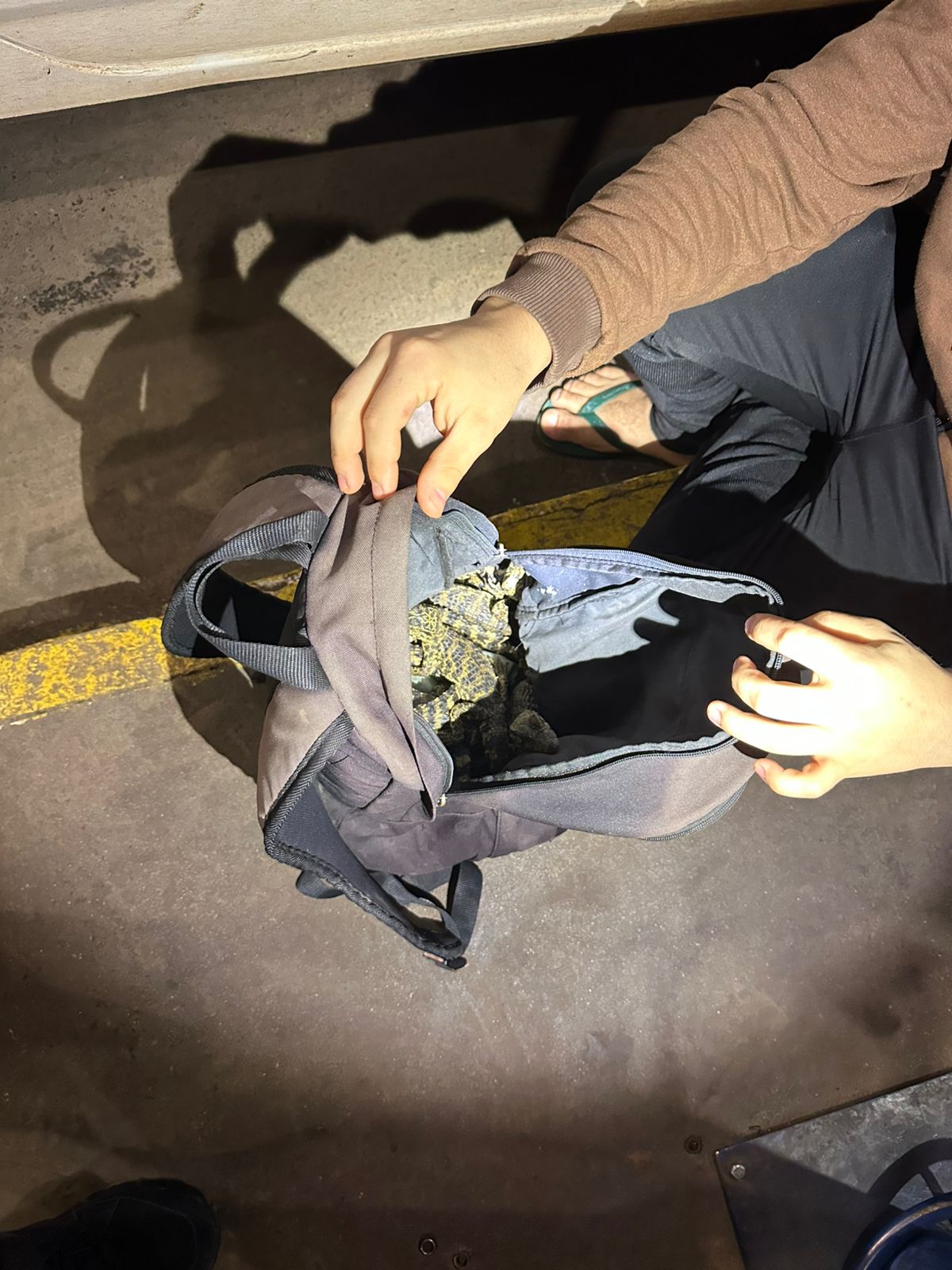 Fiscalização na Ponte da Amizade apreende animais exóticos em mochilas