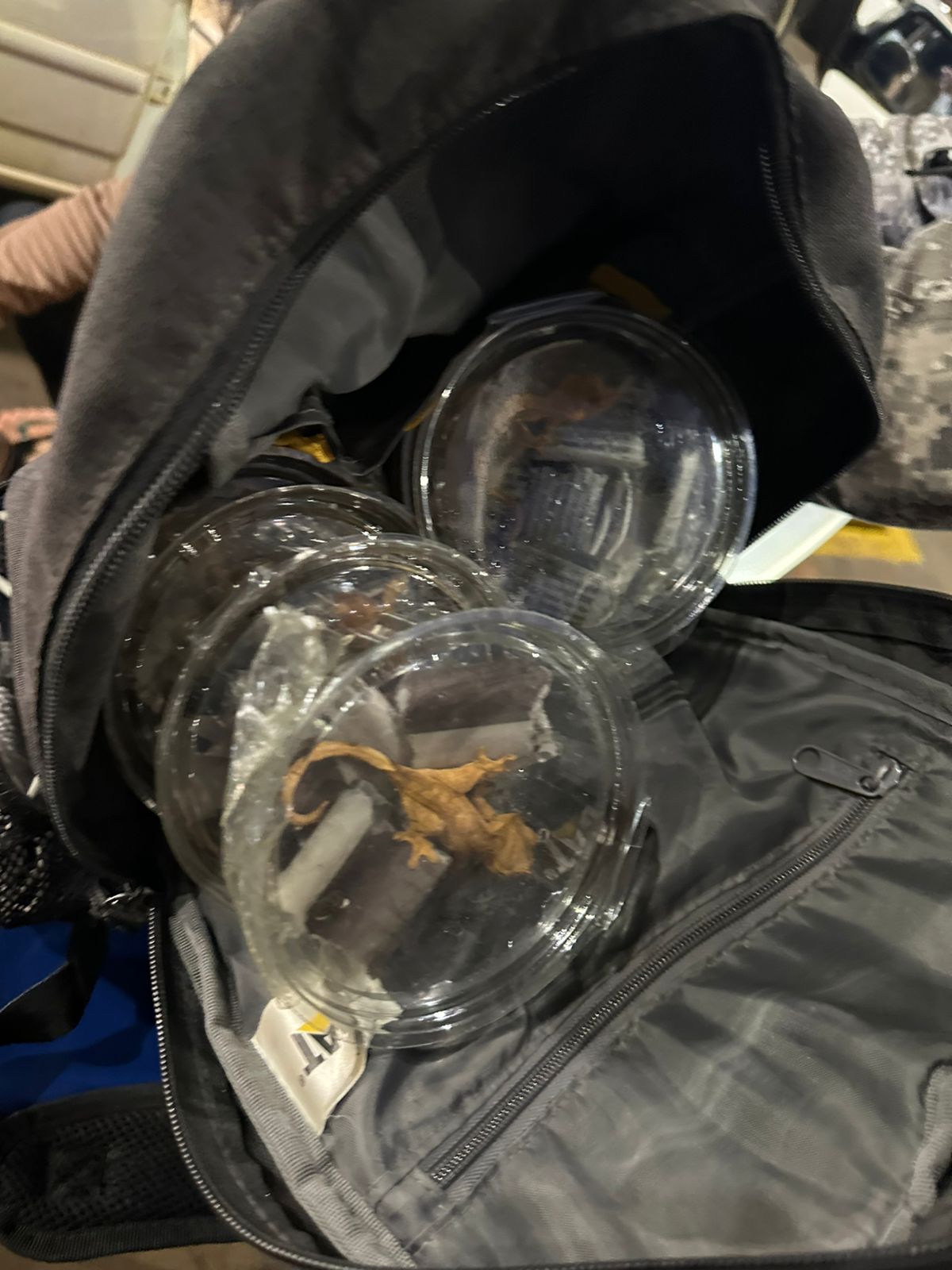 Apreensão de cobras e lagartos em Foz do Iguaçu