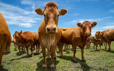 Boi Gordo em Alta e Mercado de Carnes: Confira as Cotações desta Segunda-Feira (27)