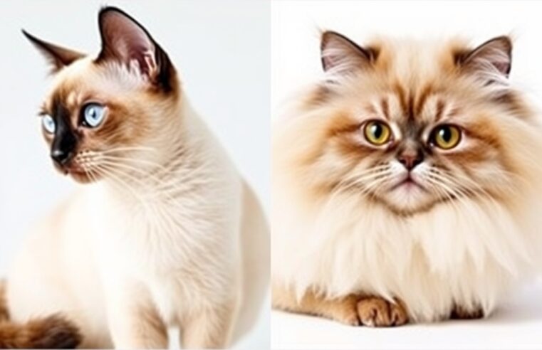 Siamês vs. Persa: Qual Gato Combina Mais Com Você?