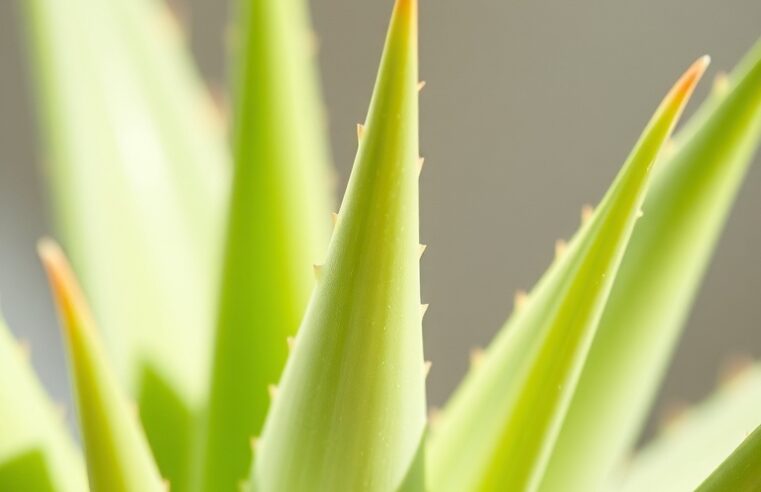 Aloe: Suculenta Milagrosa para Casa e Bem-Estar