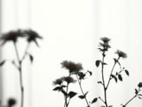 suculenta doencas 1