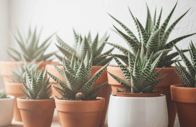Haworthia: Suculentas Fáceis de Cuidar e Decorar