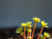 suculenta propagacao 1