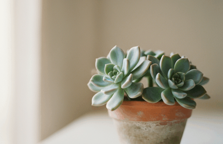 Suculentas Sedum: Guia Completo de Tipos e Cuidados