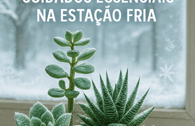 Suculentas no Inverno: Cuidados Essenciais na Estação Fria