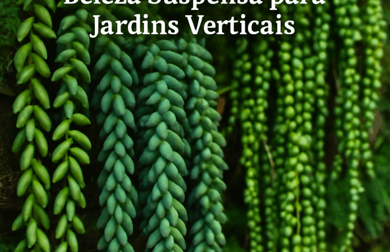 Suculentas Pendentes: Beleza Suspensa para Jardins Verticais