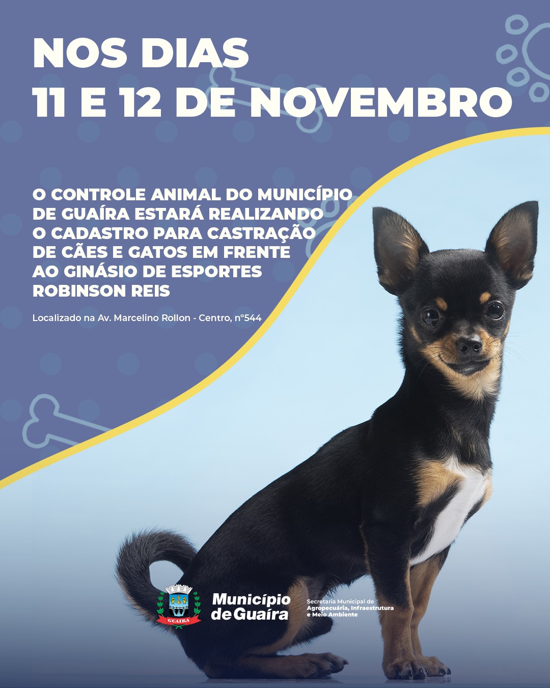 Campanha de castração em Guaíra