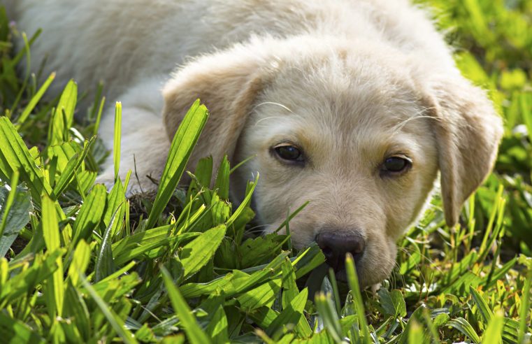 7 riscos da Cica Revoluta para pets: alerta aos tutores