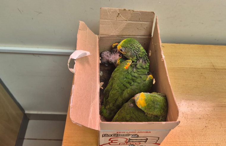 Tráfico de animais silvestres: Receita Federal apreende papagaios