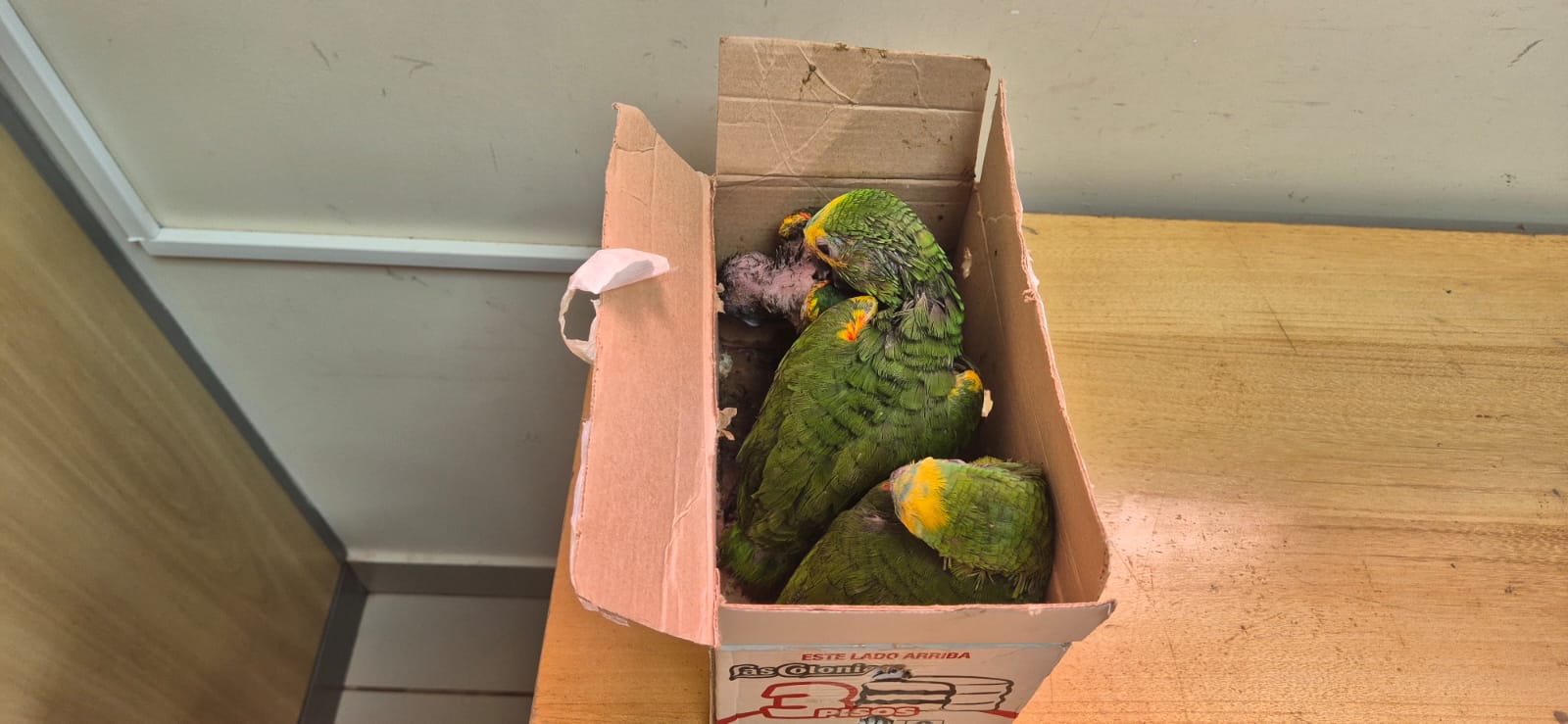 Tráfico de animais silvestres: Receita Federal apreende papagaios