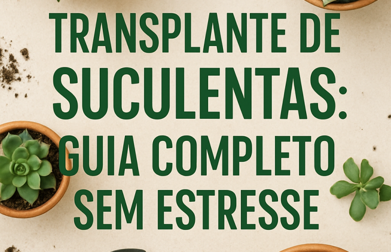 Transplante de Suculentas: Guia Completo Sem Estresse