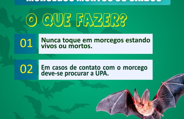 Aumento de morcegos em Medianeira exige atenção da população